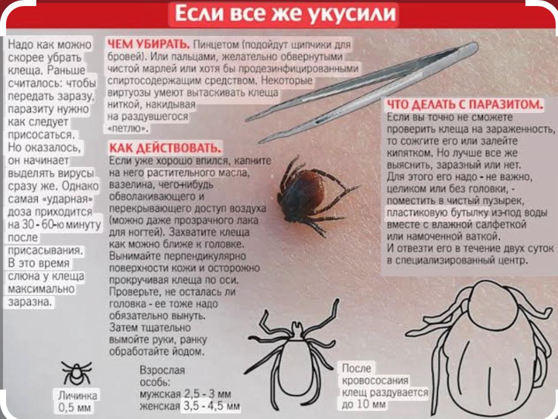 Что делать, чтобы вас не укусил клещ.